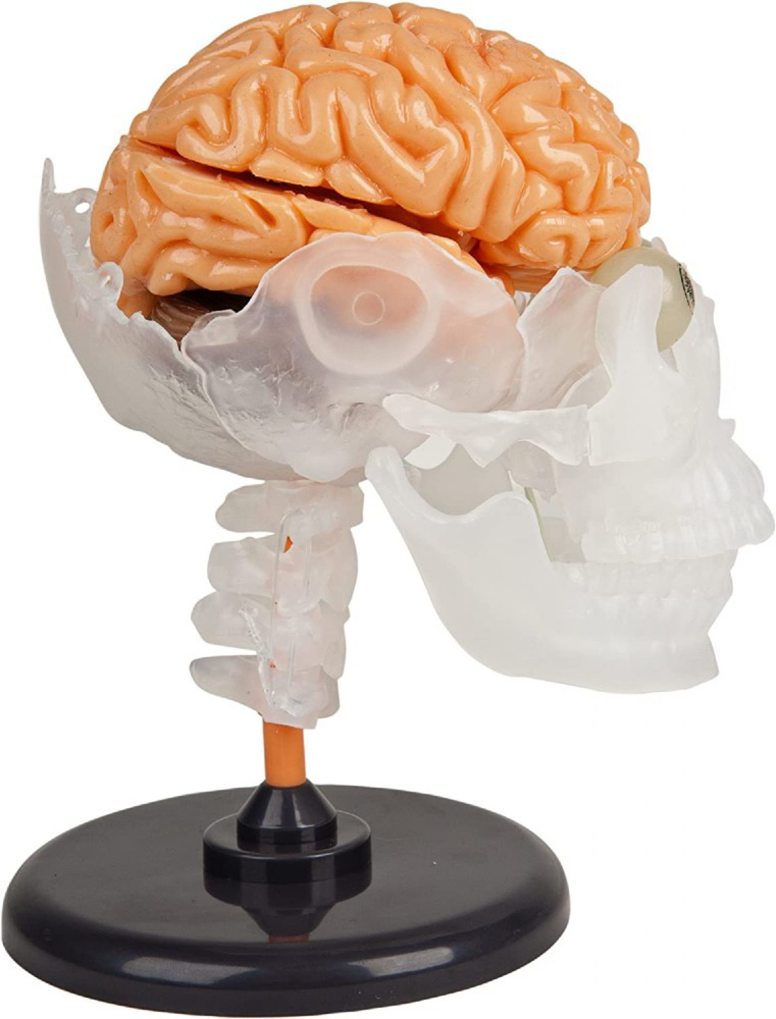 stuffed brain toy